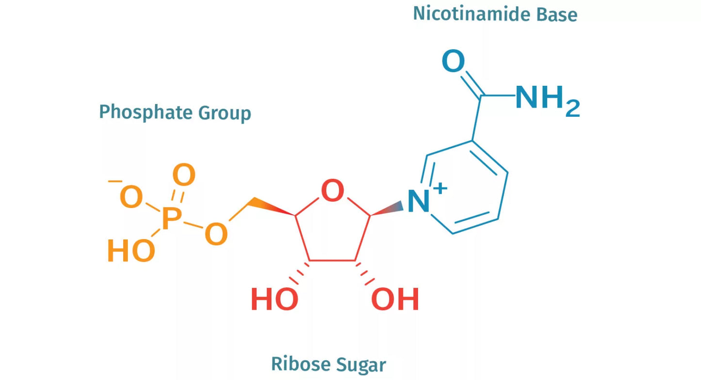 Liposomal NMN